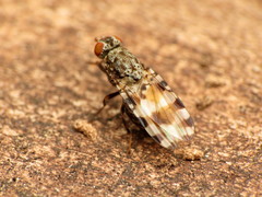 Pseudotephritis vau