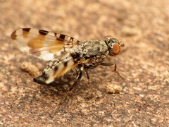 Pseudotephritis vau