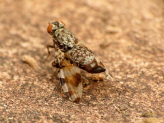 Pseudotephritis vau