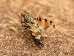 Pseudotephritis vau