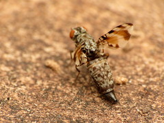Pseudotephritis vau