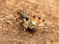 Pseudotephritis vau