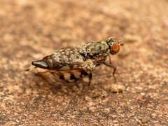 Pseudotephritis vau