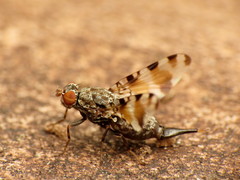 Pseudotephritis vau