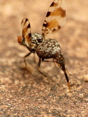 Pseudotephritis vau