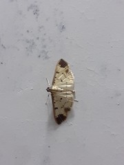 Eulepte