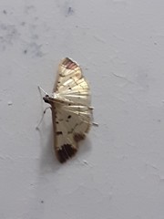 Eulepte