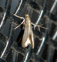 Schreckensteinia erythriella