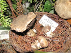 Agaricus lilaceps