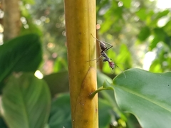 Camponotus singularis