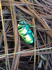 Chrysina