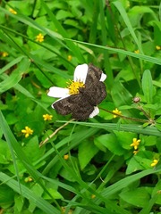 Staphylus ascalaphus