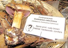Cortinarius arquatus image