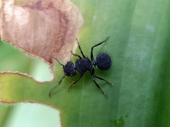 Echinopla melanarctos