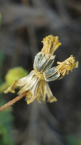 Perityle emoryi