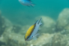 Chromis nitida