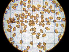 Gymnopilus luteocarneus