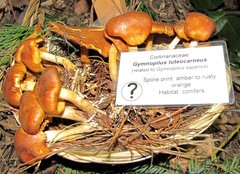 Gymnopilus luteocarneus