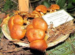 Gymnopilus luteocarneus