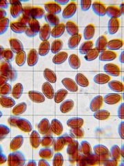 Gymnopilus luteocarneus