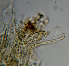 Gymnopilus luteocarneus