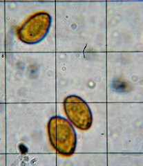 Gymnopilus flavidellus