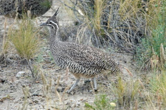 Eudromia elegans