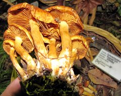 Gymnopilus flavidellus