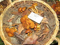 Gymnopilus flavidellus