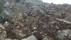 Phacelia lyonii
