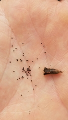 Phacelia lyonii
