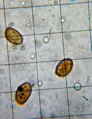 Gymnopilus flavidellus