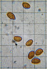 Gymnopilus flavidellus