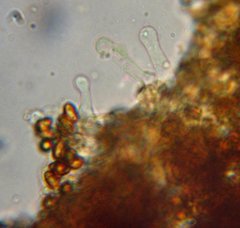 Gymnopilus flavidellus