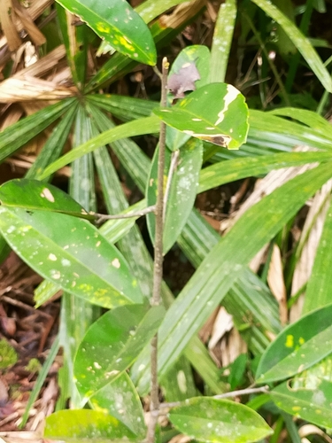 Gonystylus bancanus observed 2025-09-13