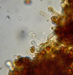 Gymnopilus flavidellus