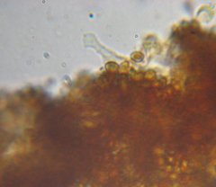 Gymnopilus flavidellus