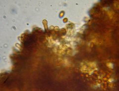 Gymnopilus flavidellus