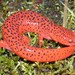 Blue Ridge Red Salamander - Photo (c) J.D. Willson, some rights reserved (CC BY-NC), uploaded by J.D. Willson