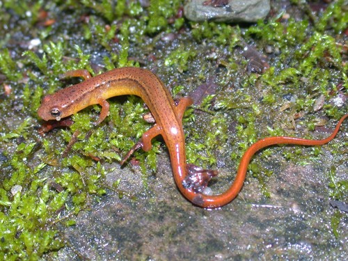 Blue Ridge Two-lined Salamander
