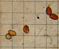 Gymnopilus flavidellus