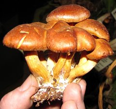 Gymnopilus flavidellus
