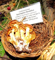 Gymnopilus flavidellus