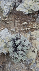 Dudleya virens insularis