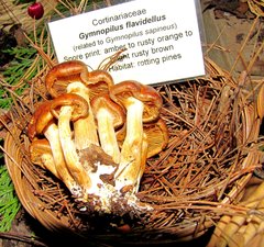 Gymnopilus flavidellus