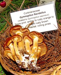 Gymnopilus flavidellus