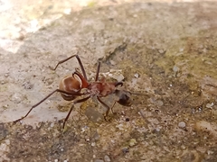Polyrhachis bihamata