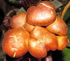 Gymnopilus flavidellus