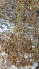 Deinandra clementina