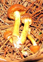Gymnopilus flavidellus